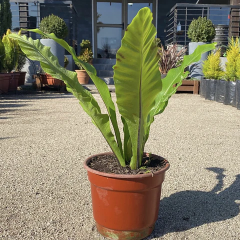 Helecho Nidus Asplenium