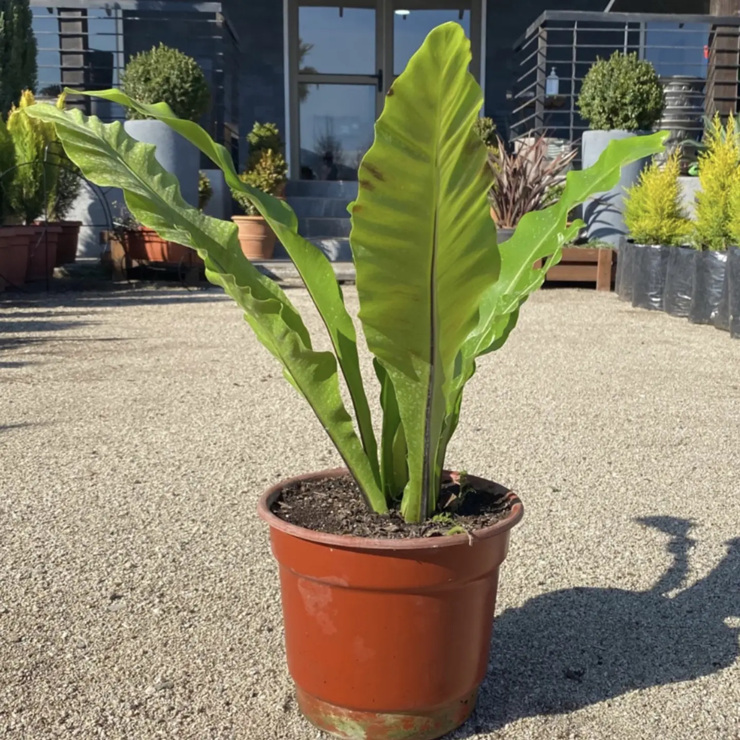 Helecho Nidus Asplenium 1