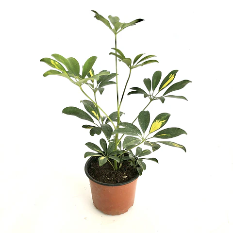 Schefflera