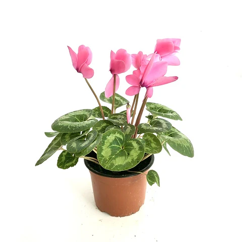 Cyclamen