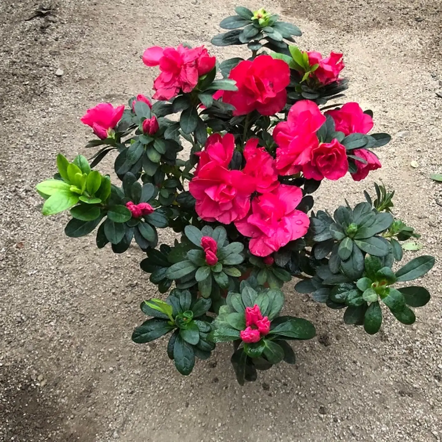 Azalea 2