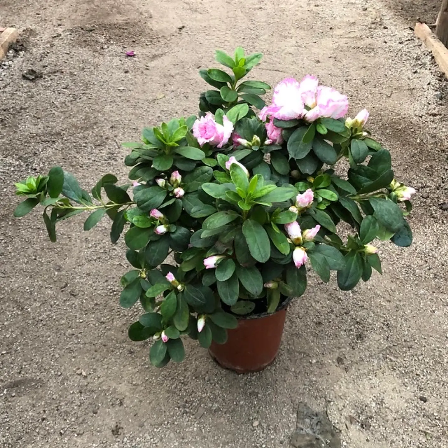 Azalea 3