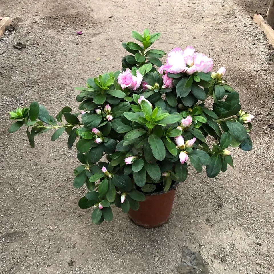 Azalea 3