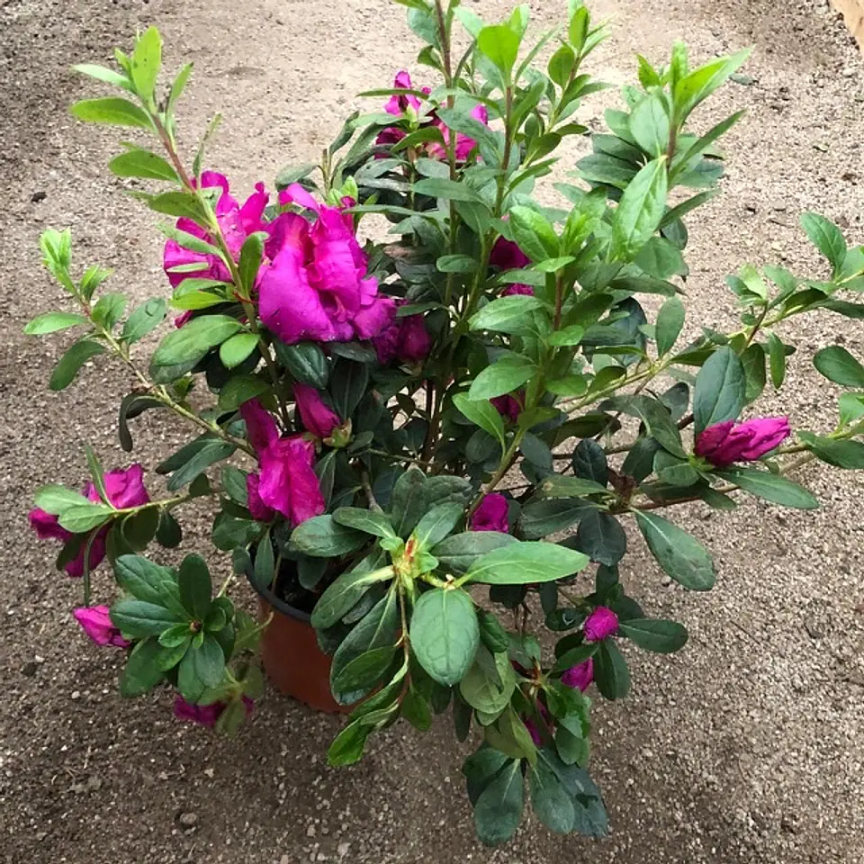 Azalea 5