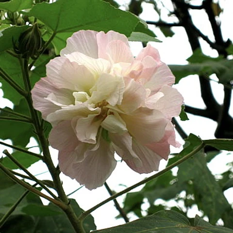 Hibiscus doble