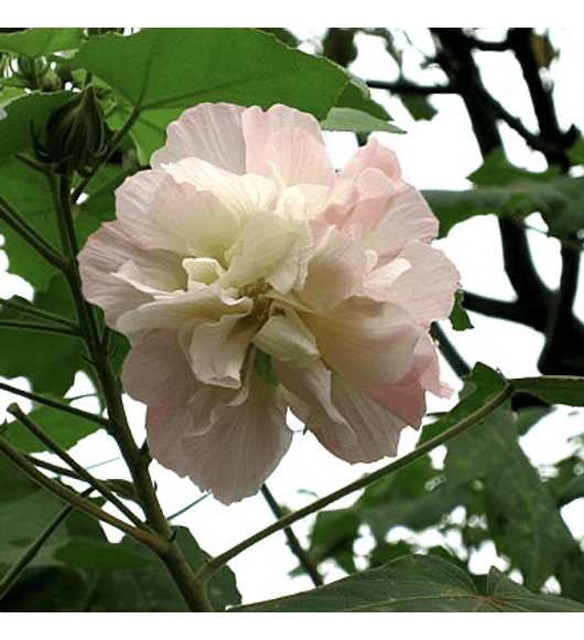 Hibiscus doble