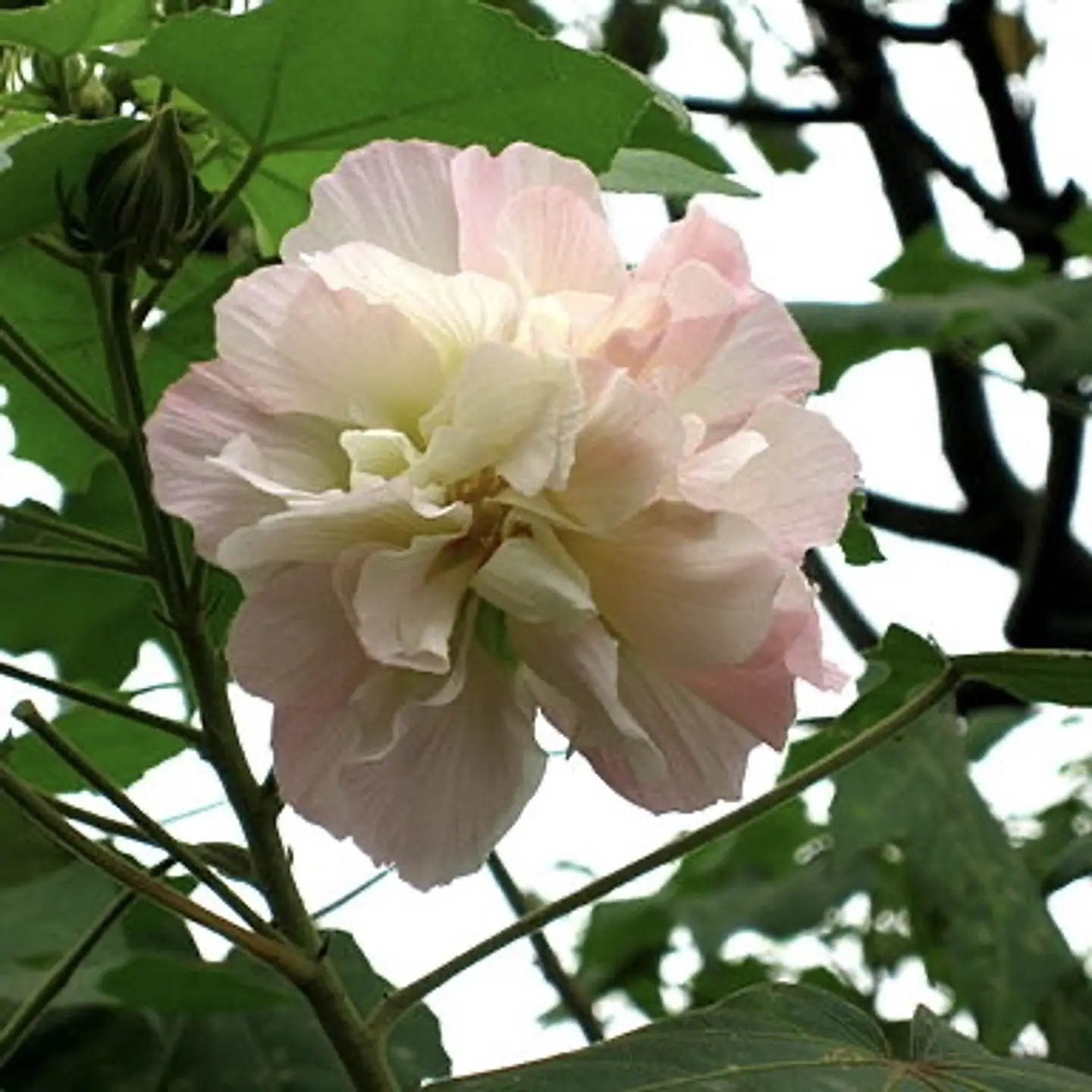 Hibiscus doble 2