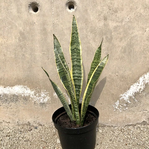 Sansevieria tigre borde amarillo