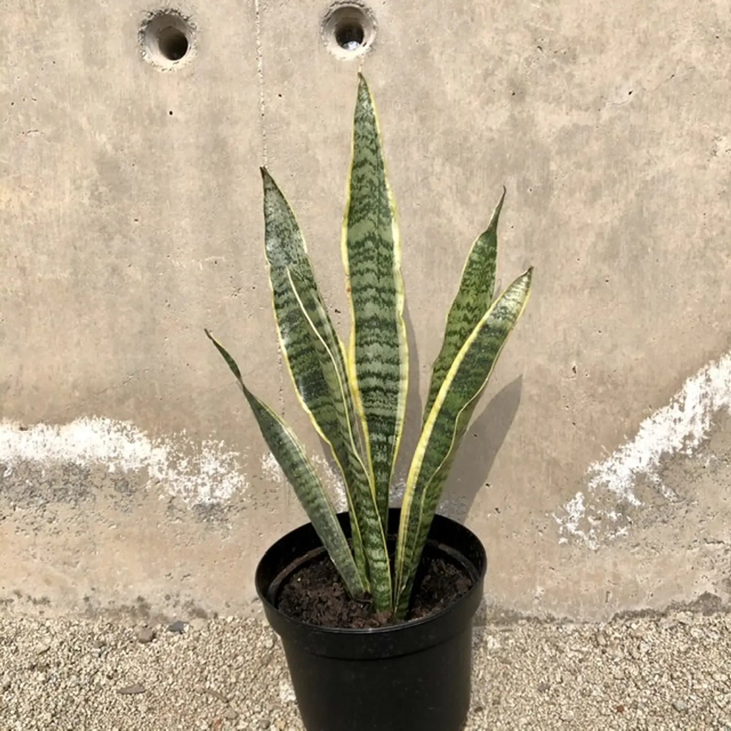 Sansevieria tigre borde amarillo 1
