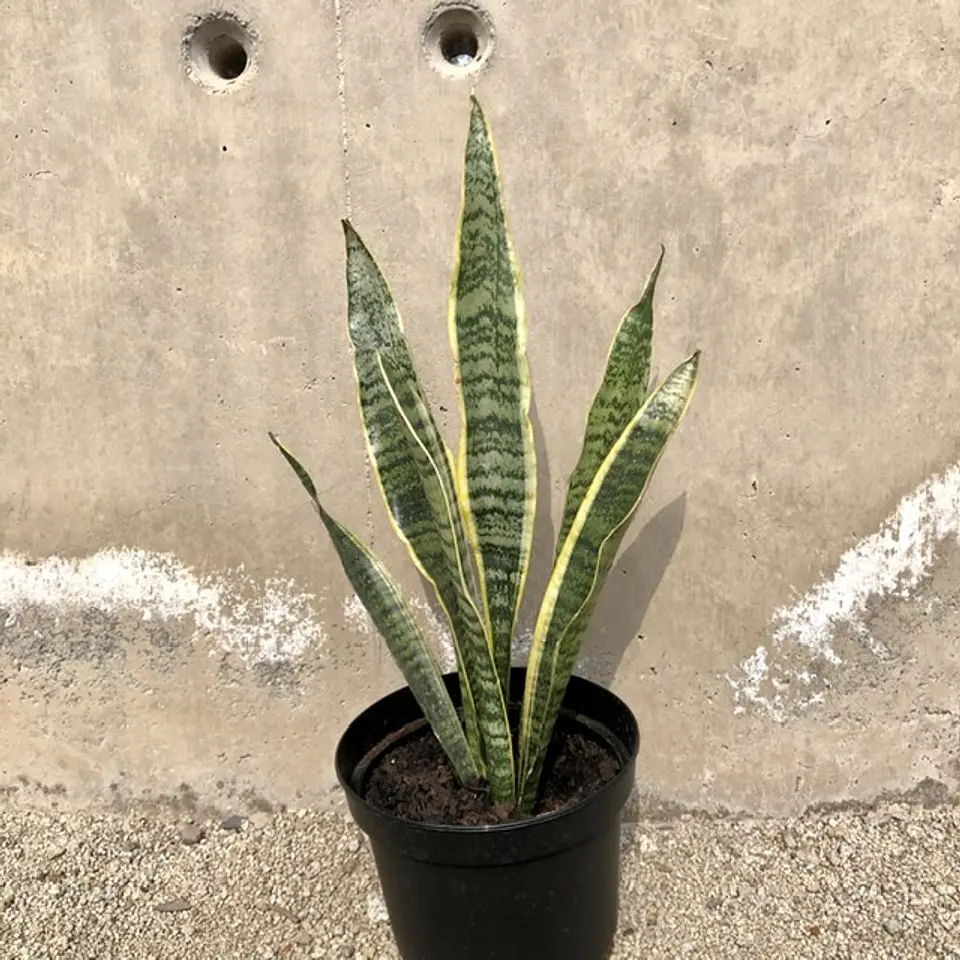Sansevieria tigre borde amarillo 1