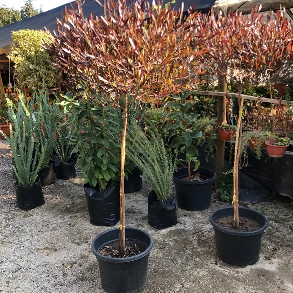 Stenocarpus pie alto 1