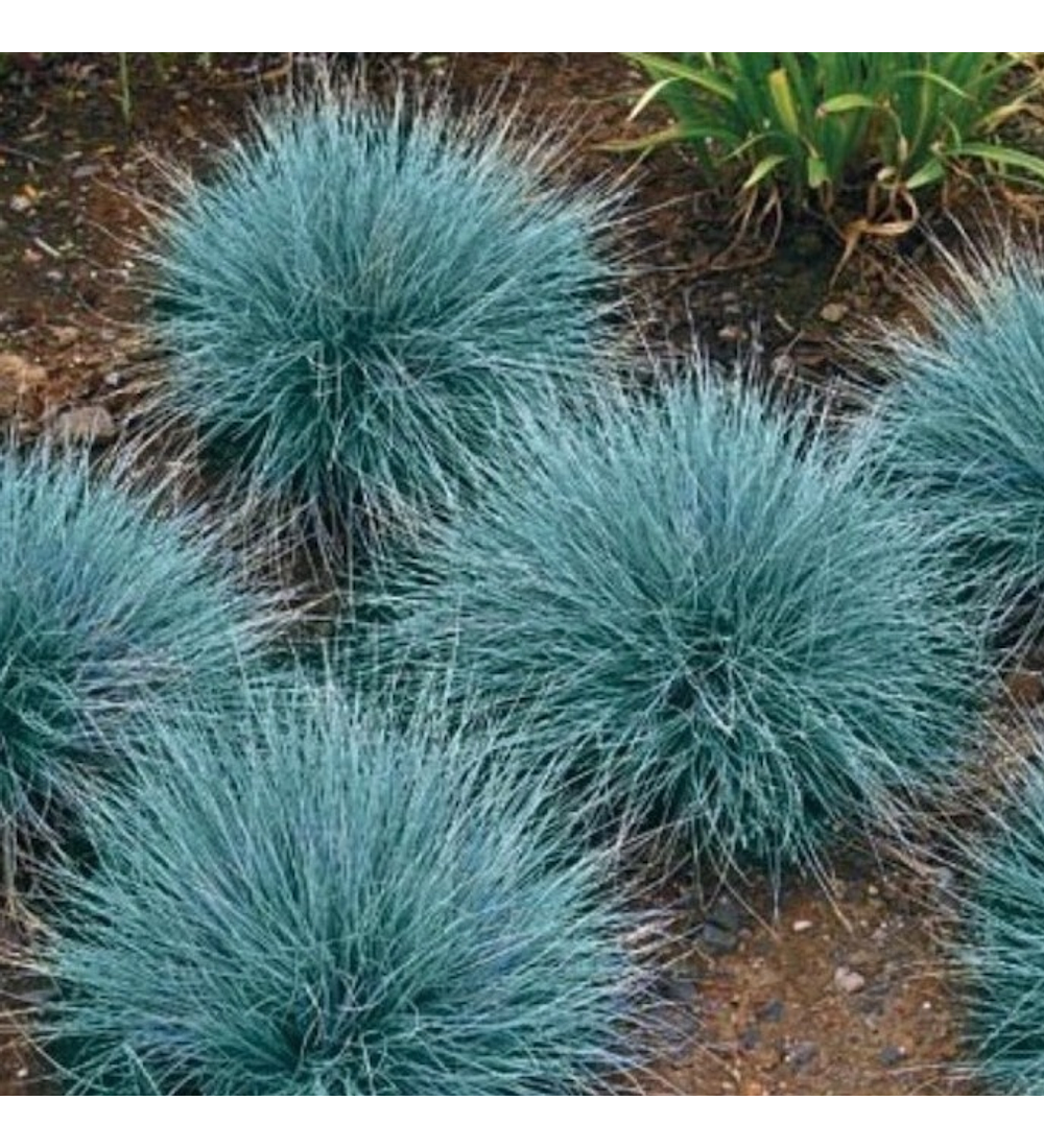 Festuca glauca