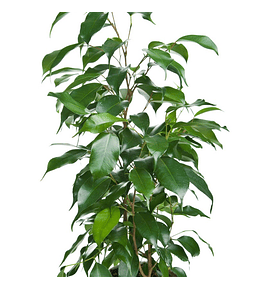 Ficus benjamina 