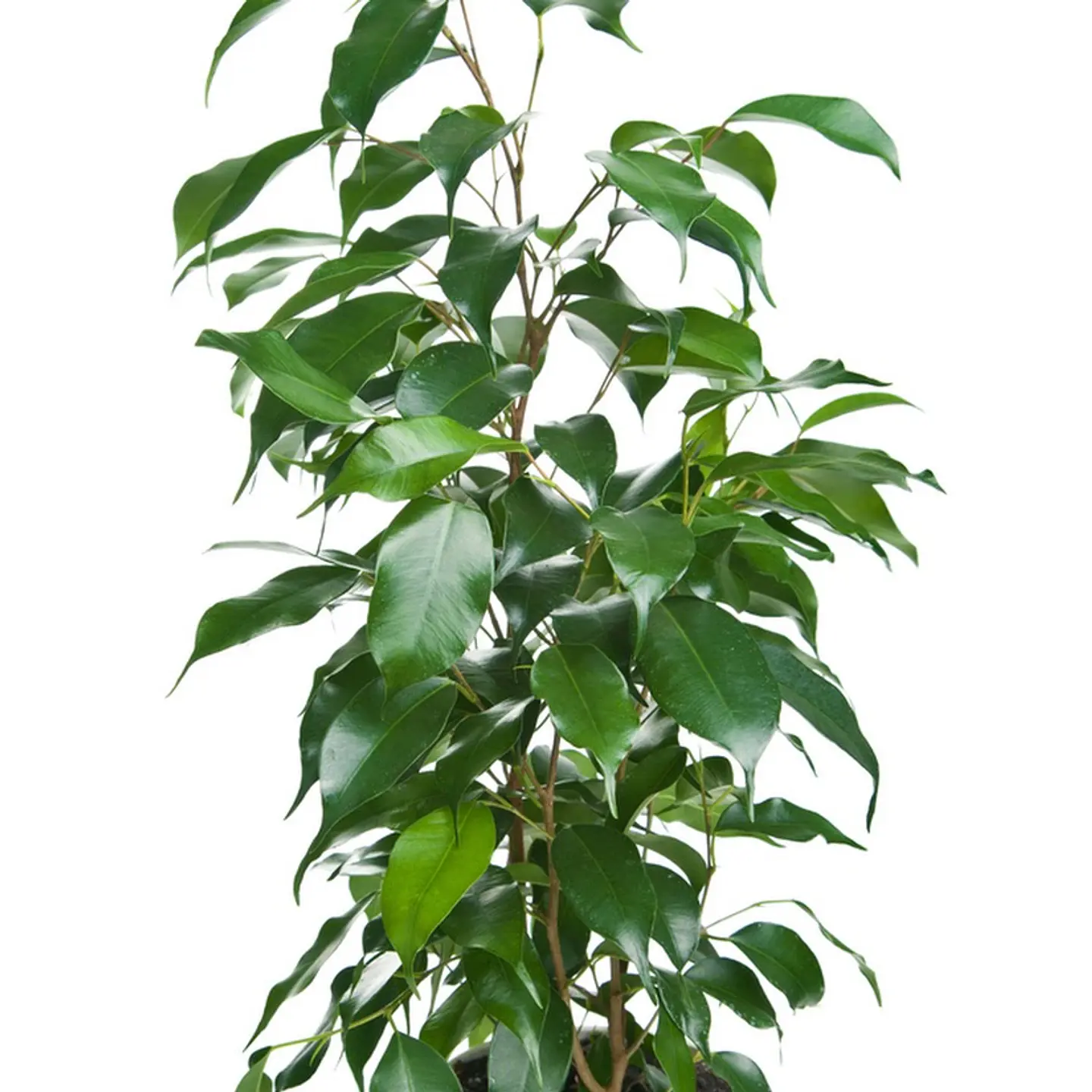 Ficus benjamina  1