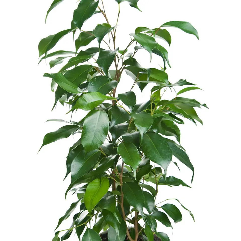 Ficus benjamina  1