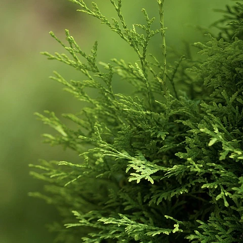 Thuja Dorada