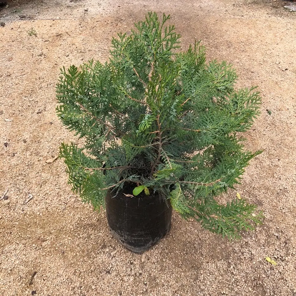 Thuja Dorada 2