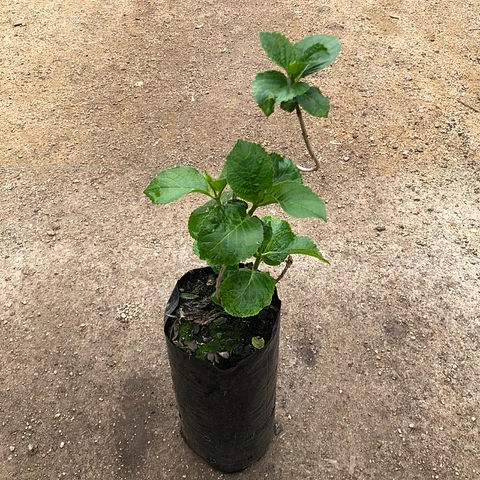 Hortensia blanca Clarissa