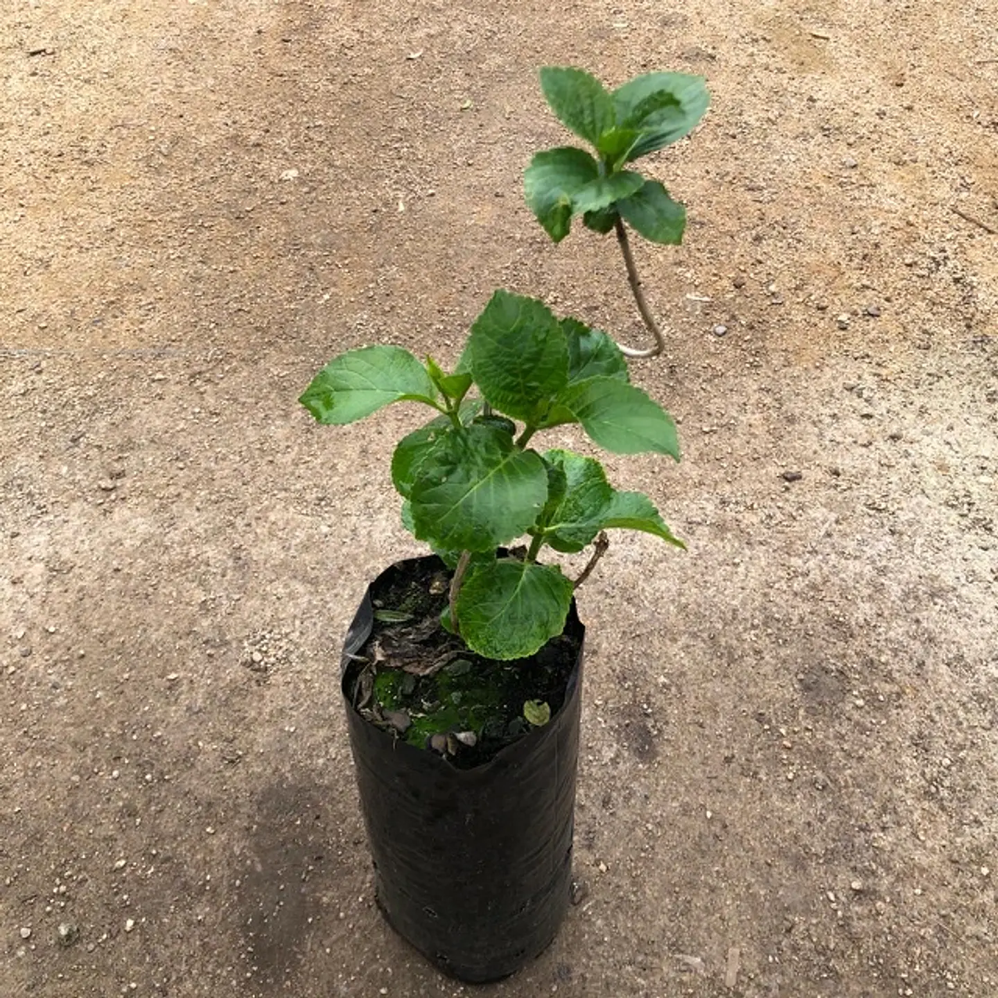 Hortensia blanca Clarissa 2