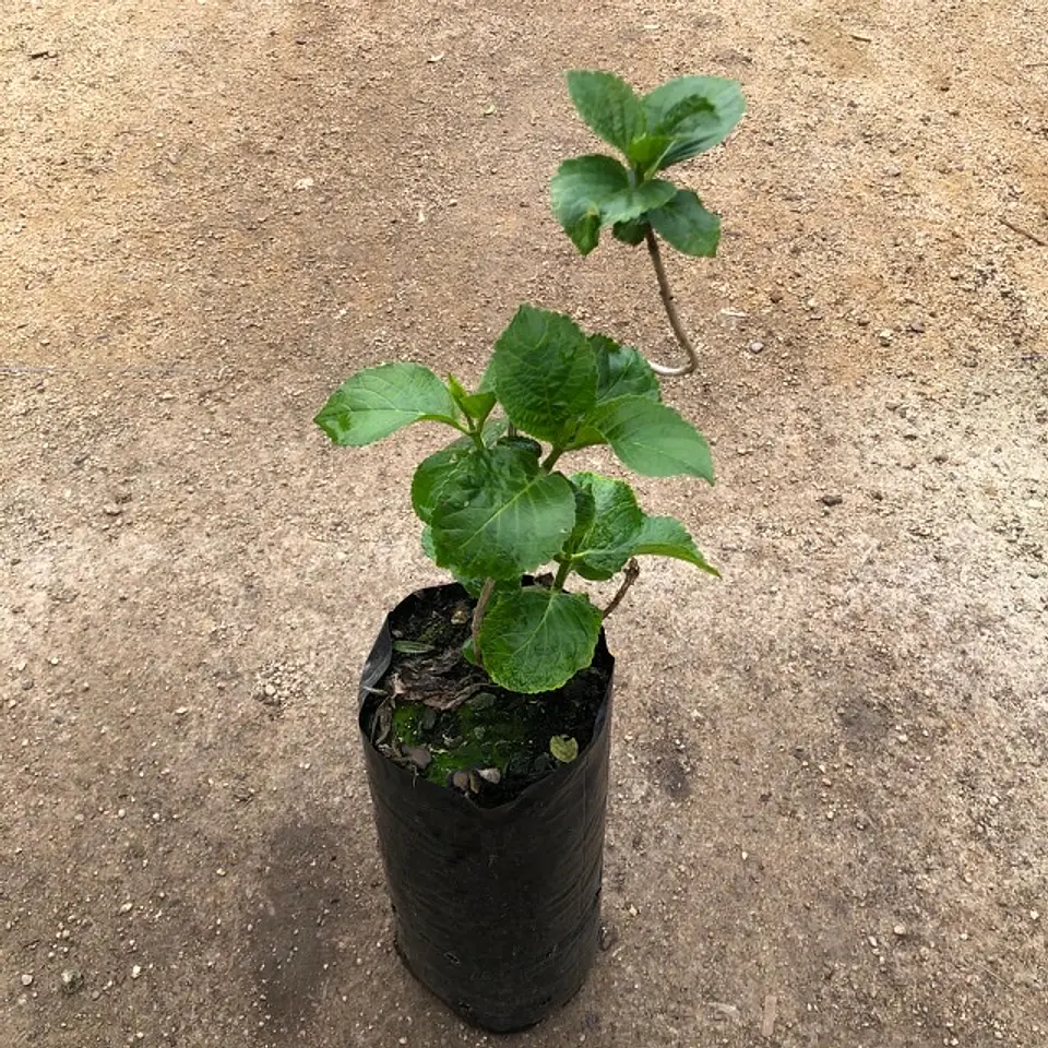 Hortensia blanca Clarissa 2