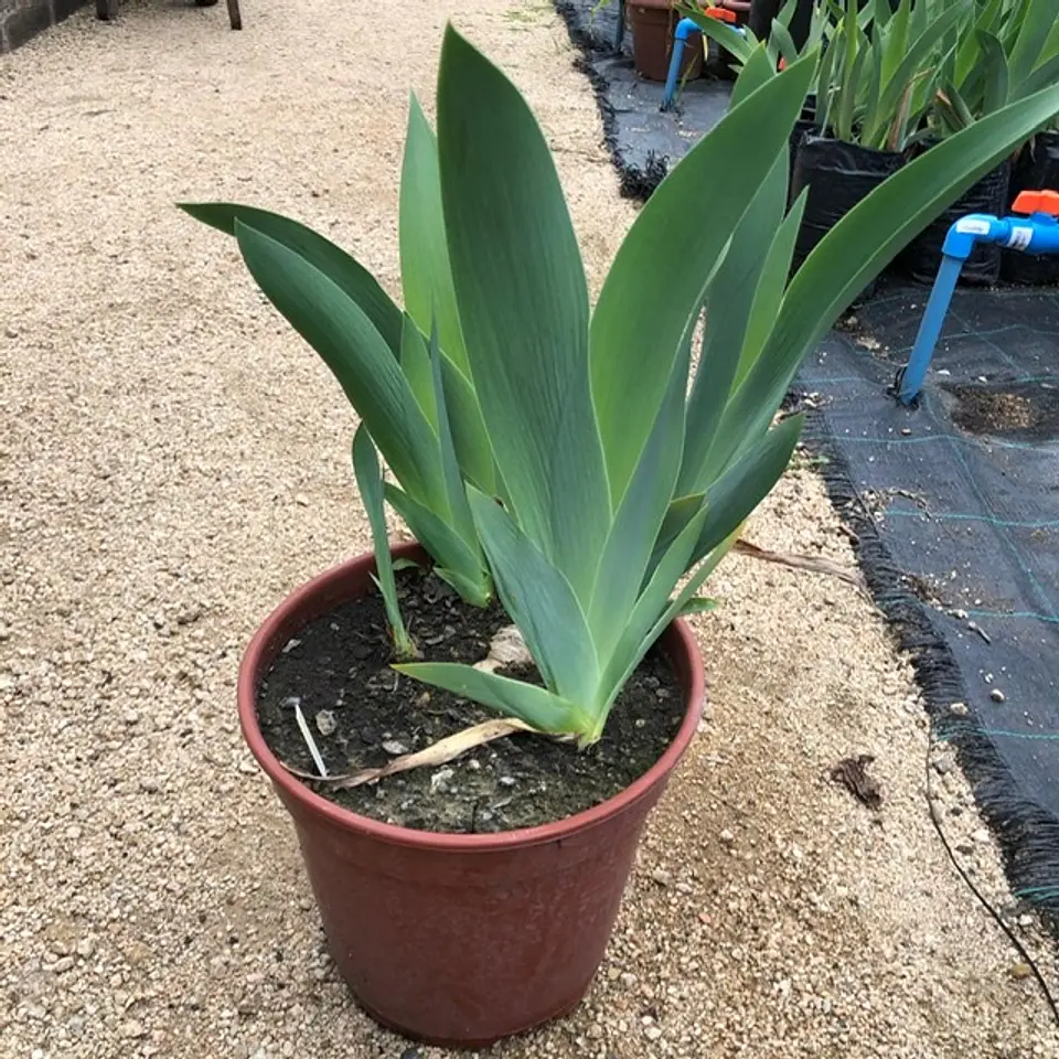 Lirio blanco (Iris germanica) 2