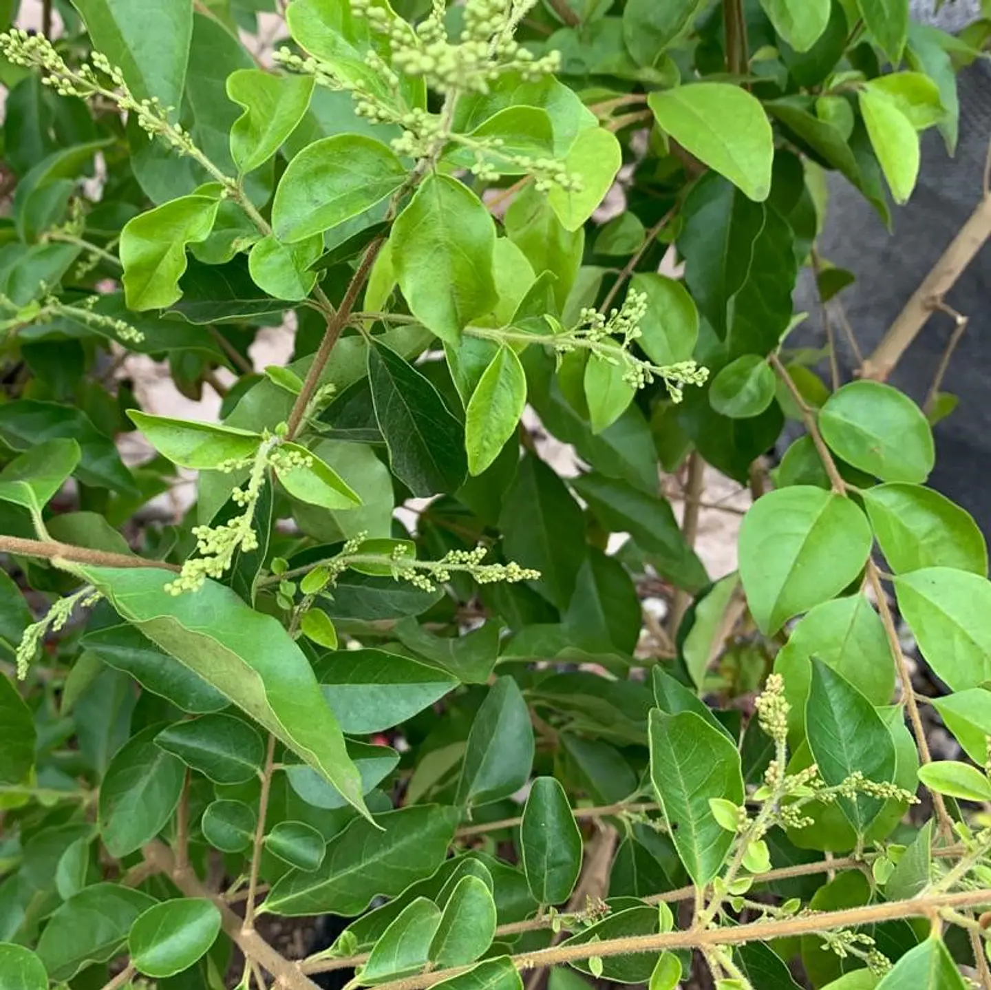 Ligustrina pekinensis 1