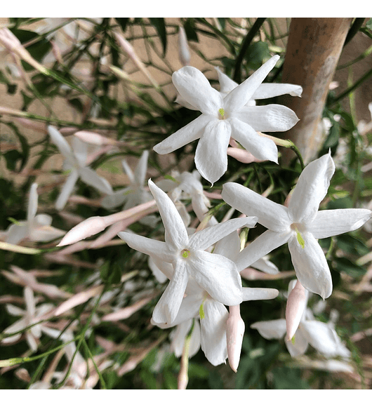 Jazmín polyantha