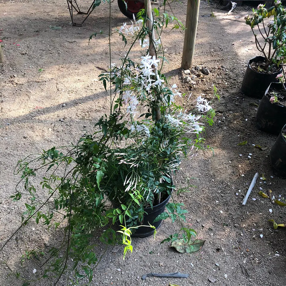 Jazmín polyantha 2