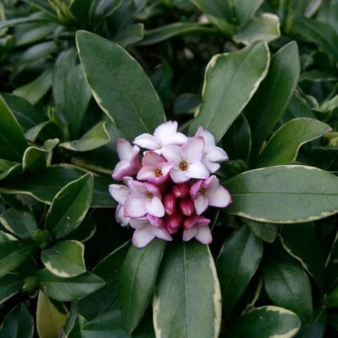 Daphne