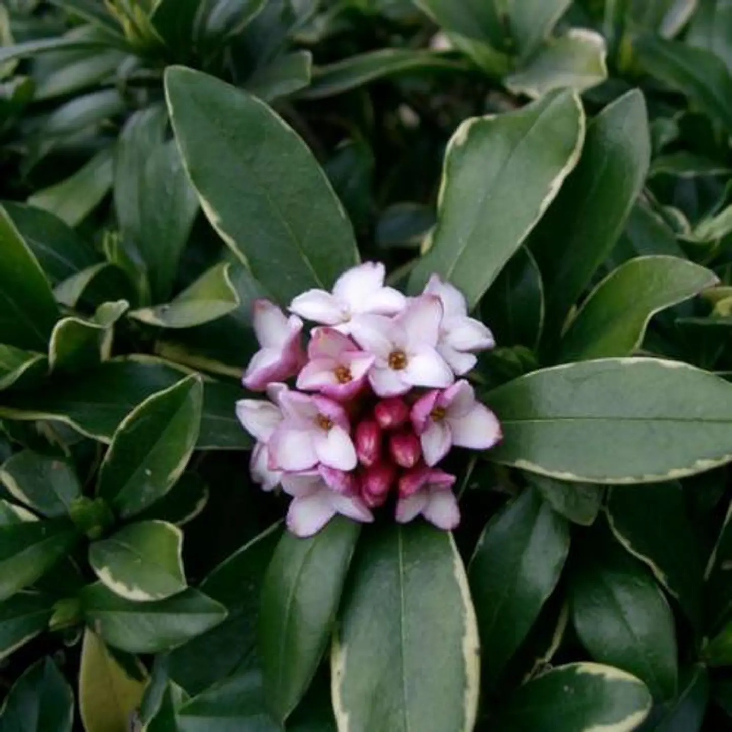 Daphne 1