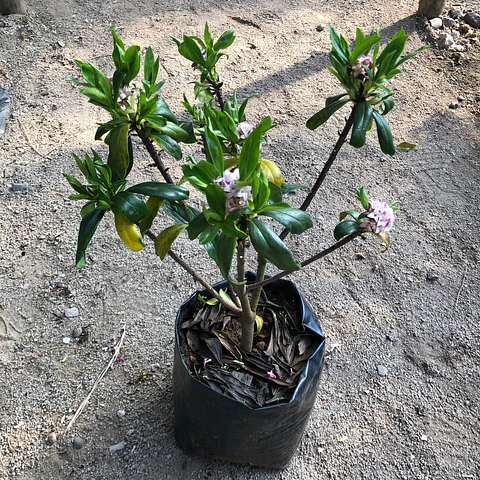 Daphne
