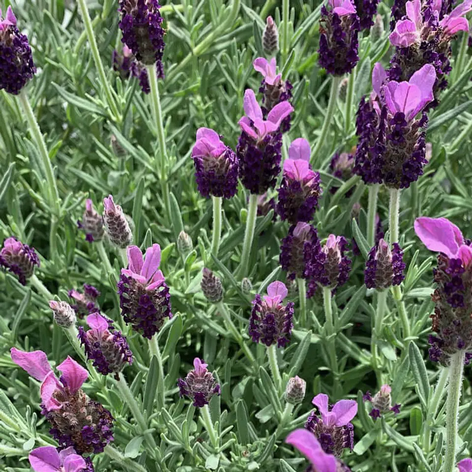 Lavanda Stoechas 1