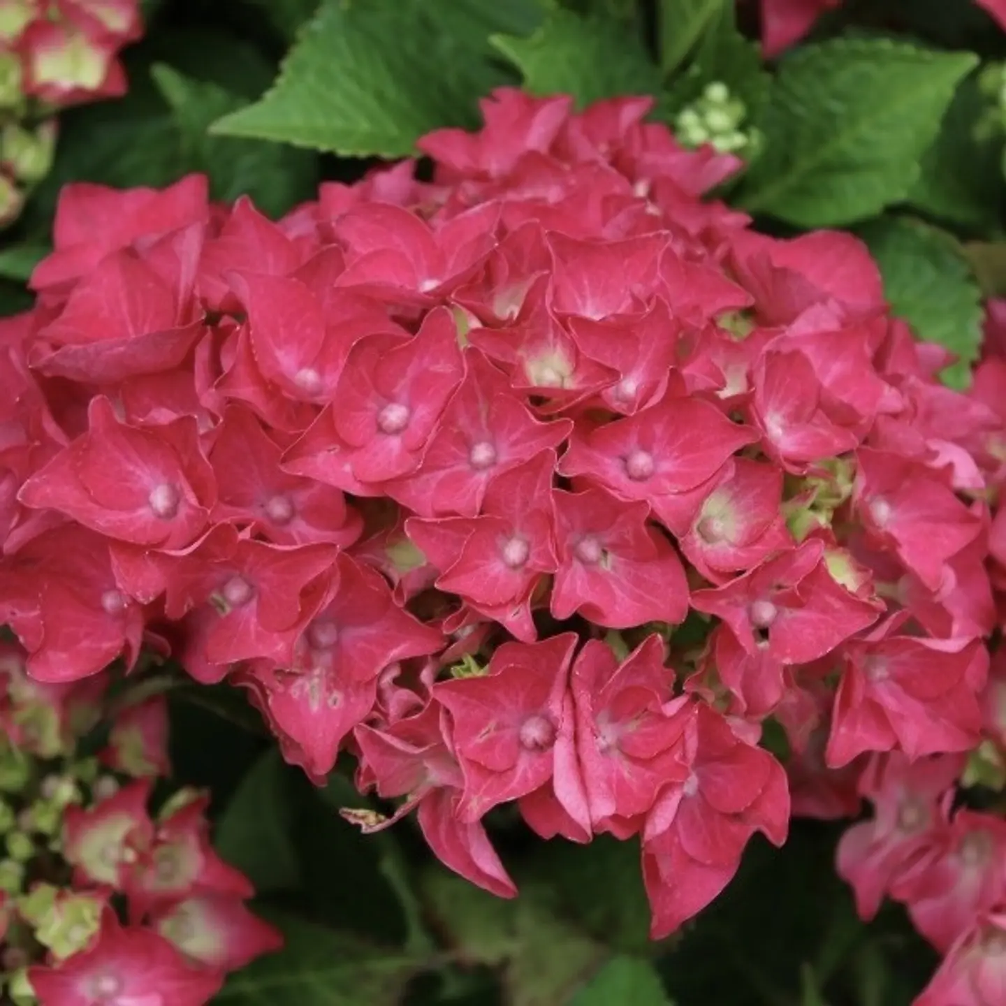 Hortensia Hot Red 1