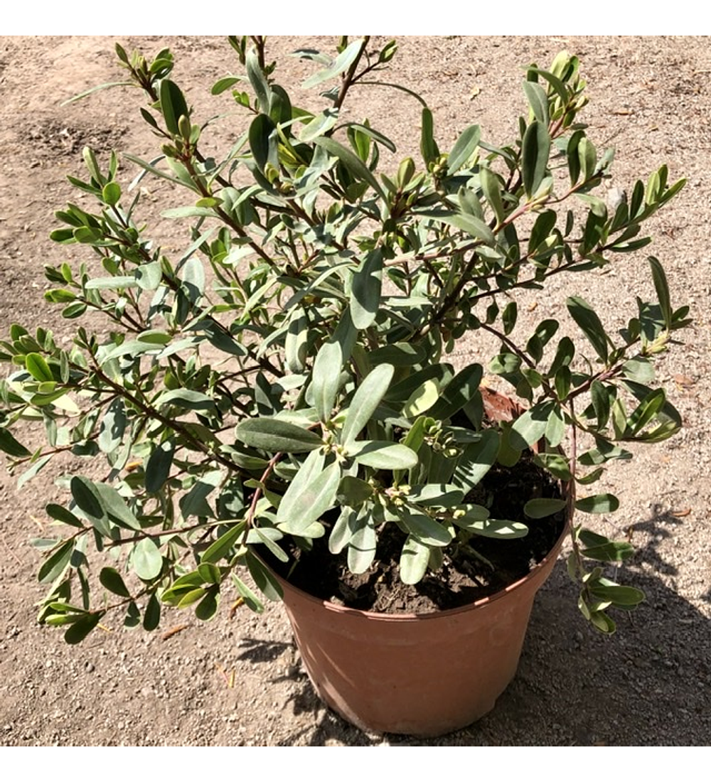 Verónica buxifolia