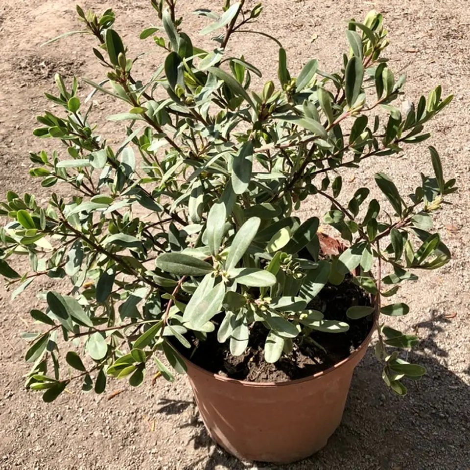 Verónica buxifolia 2
