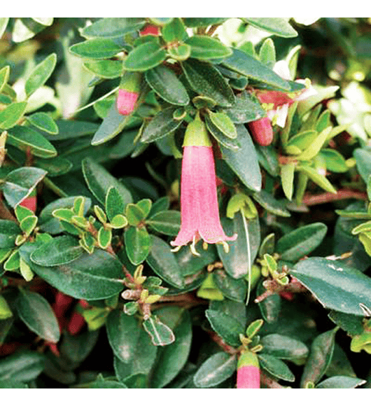 Correa Pulchella