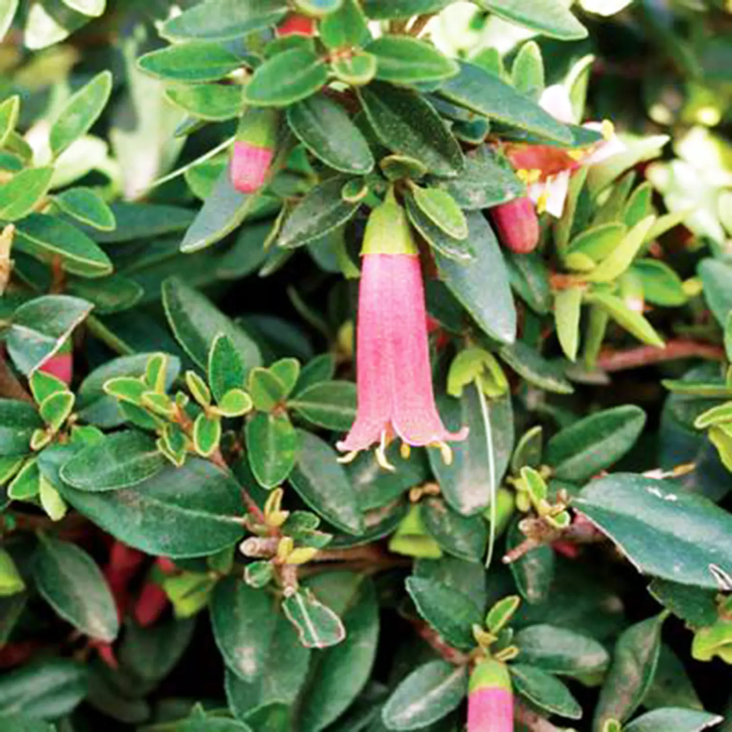 Correa Pulchella 1
