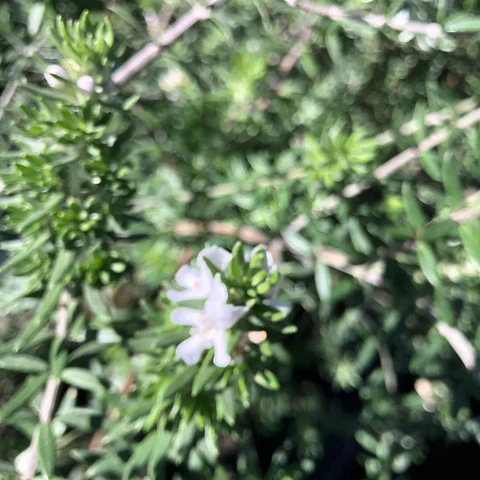 Westringia