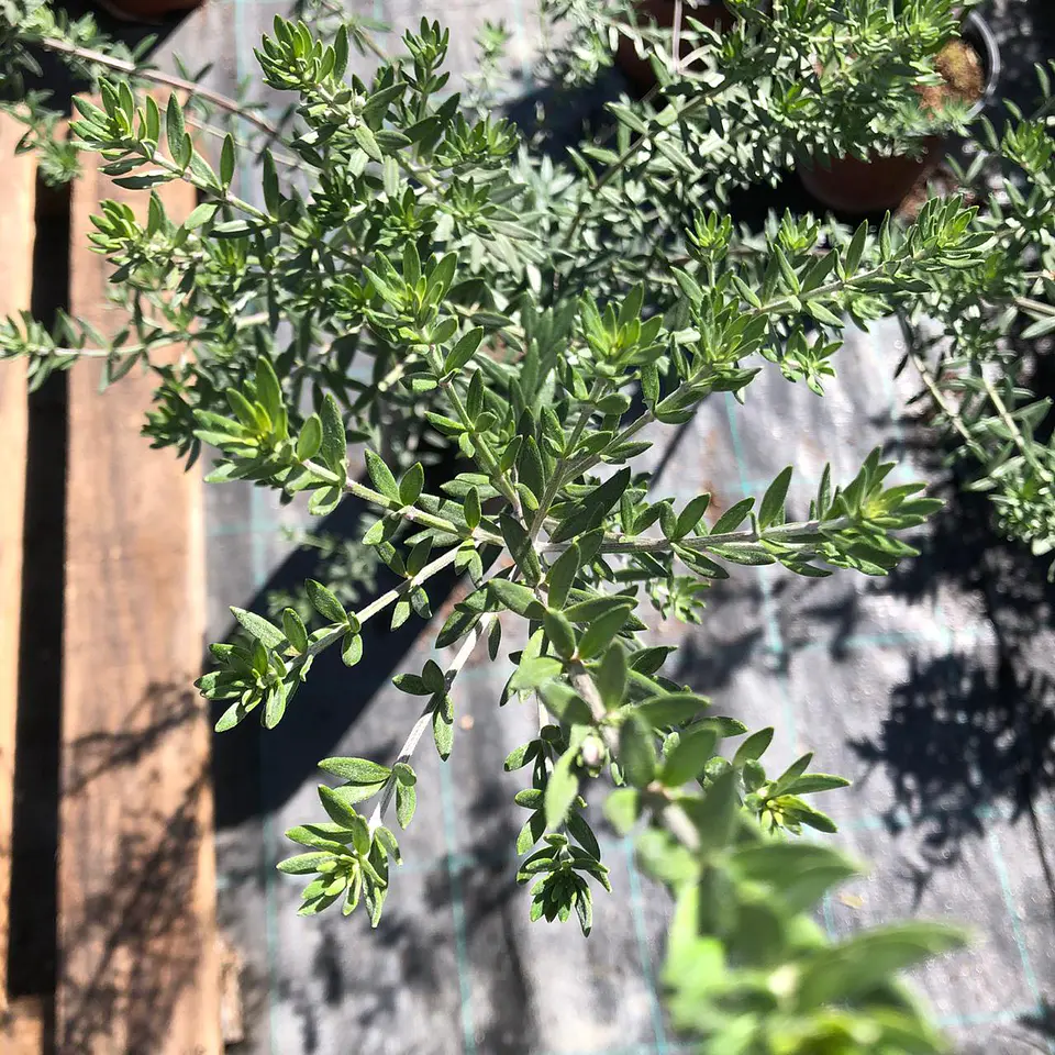 Westringia 3