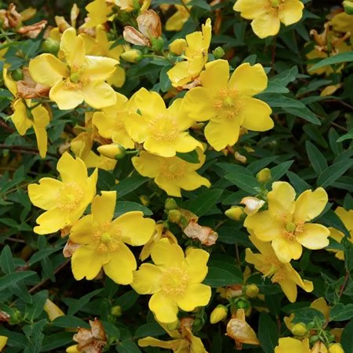 plantas-de-sol