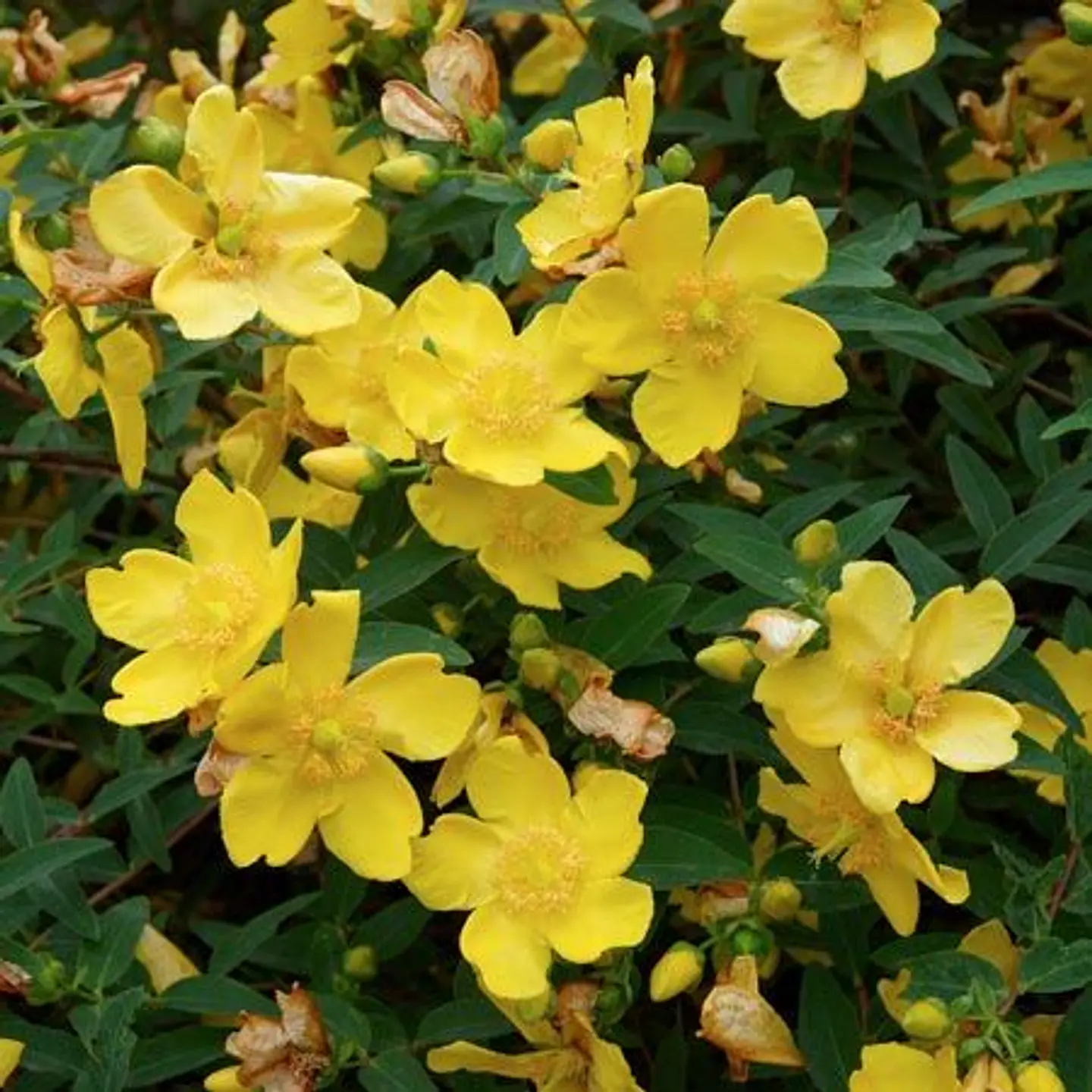 Hypericum arbustivo 2