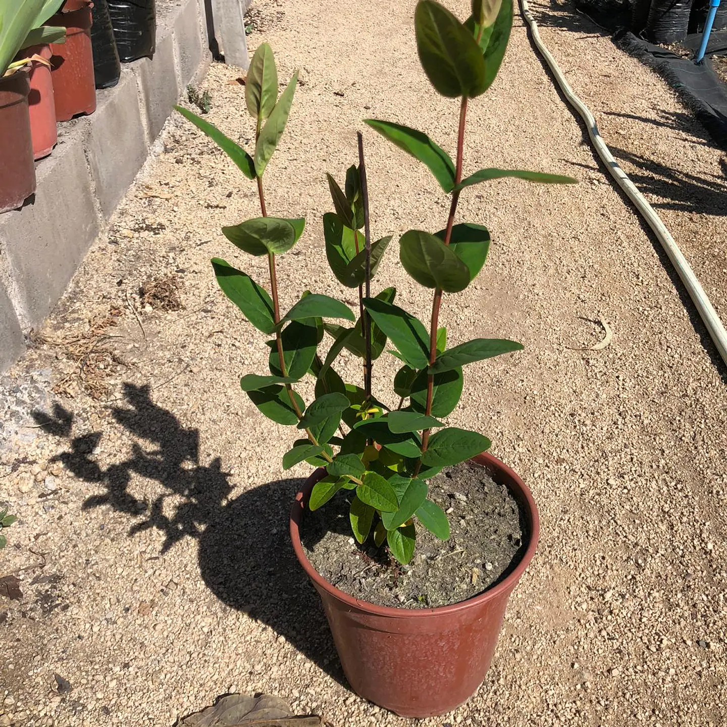 Hypericum arbustivo 3