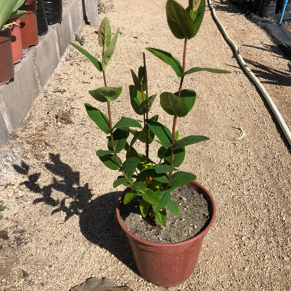 Hypericum arbustivo 3