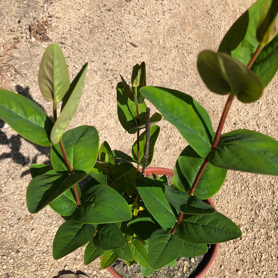 Hypericum arbustivo 4