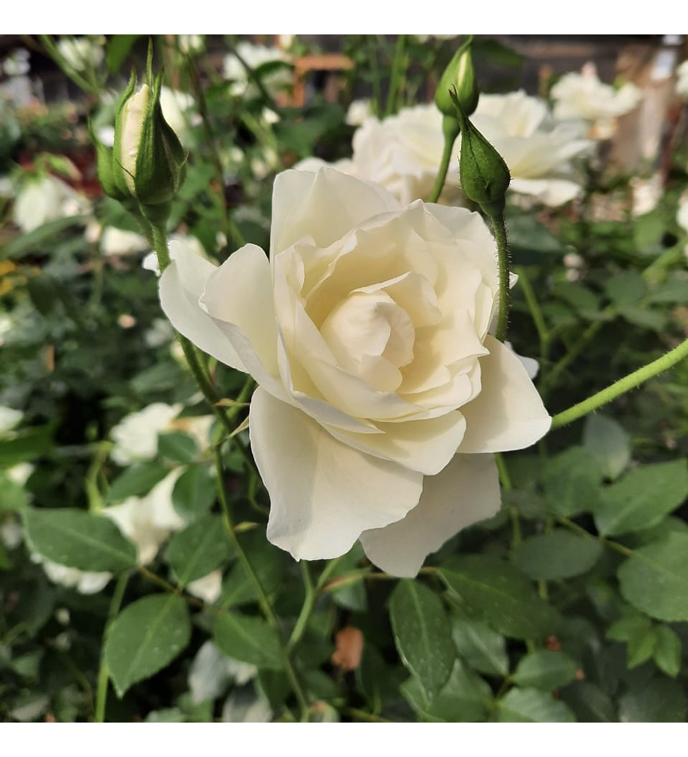 Rosa trepadora Iceberg Blanca