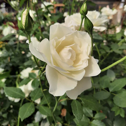Rosa trepadora Iceberg Blanca