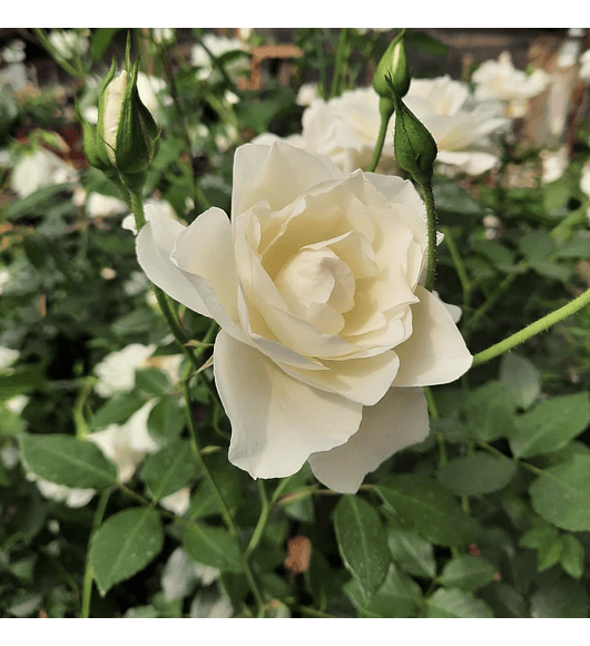 Rosa trepadora Iceberg Blanca