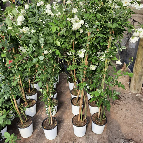 Rosa trepadora Iceberg Blanca