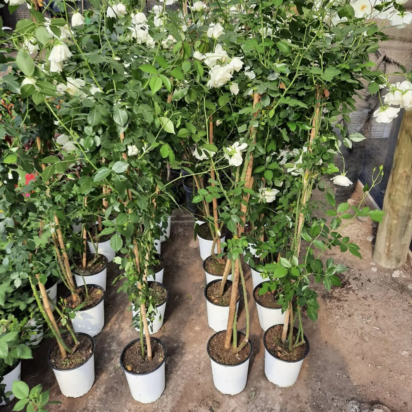 Rosa trepadora Iceberg Blanca 2