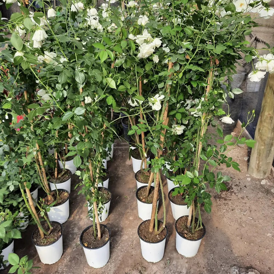 Rosa trepadora Iceberg Blanca 2